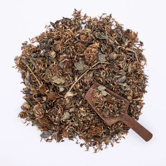 Red Clover (Trifolium pratense)