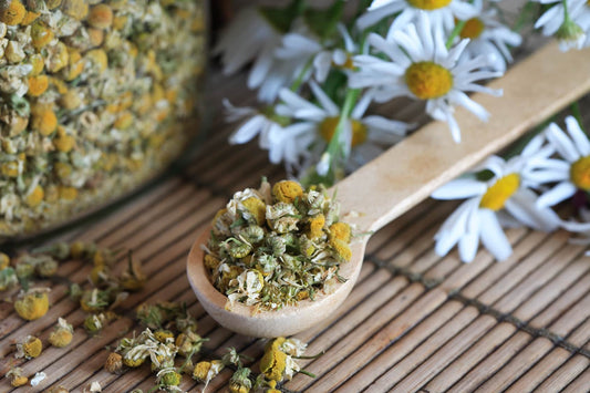 Egyptian Chamomile (Matricaria chamomilla)