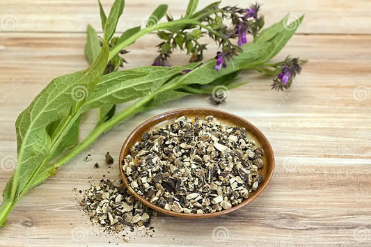 Comfrey (Symphytum officinale)